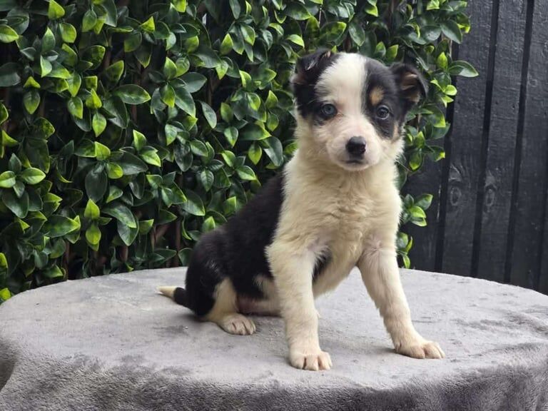 Border collie pups for sale in Kirriemuir, Angus | Image 3