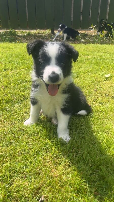 Border collie pups for sale in Mauchline, Ayrshire and Arran