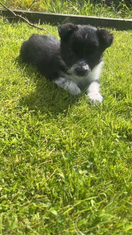 Border collie pups for sale in Mauchline, Ayrshire and Arran | Image 2