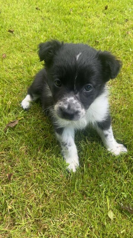 Border collie pups for sale in Mauchline, Ayrshire and Arran | Image 3