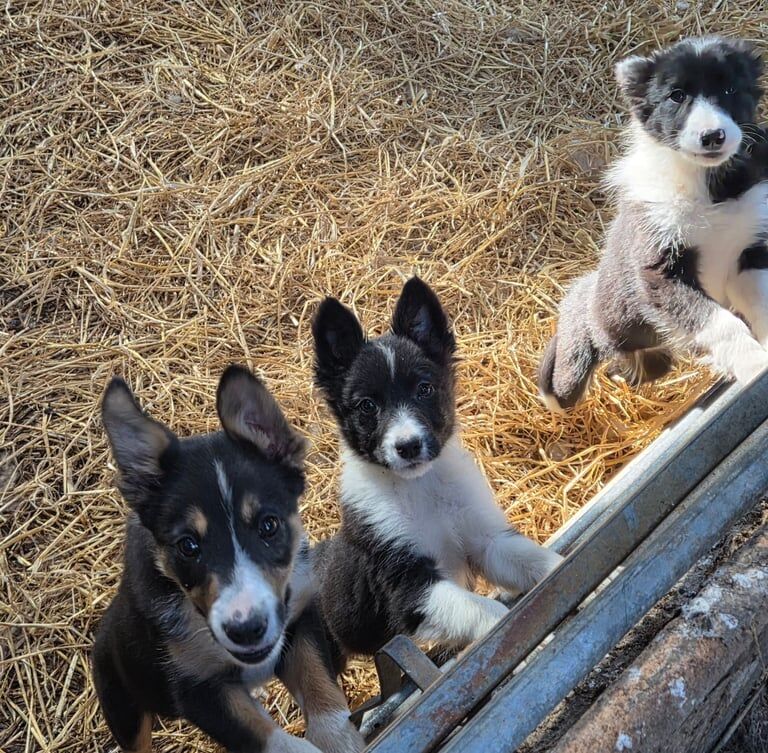 Border collie pups for sale in Maybole, Ayrshire and Arran