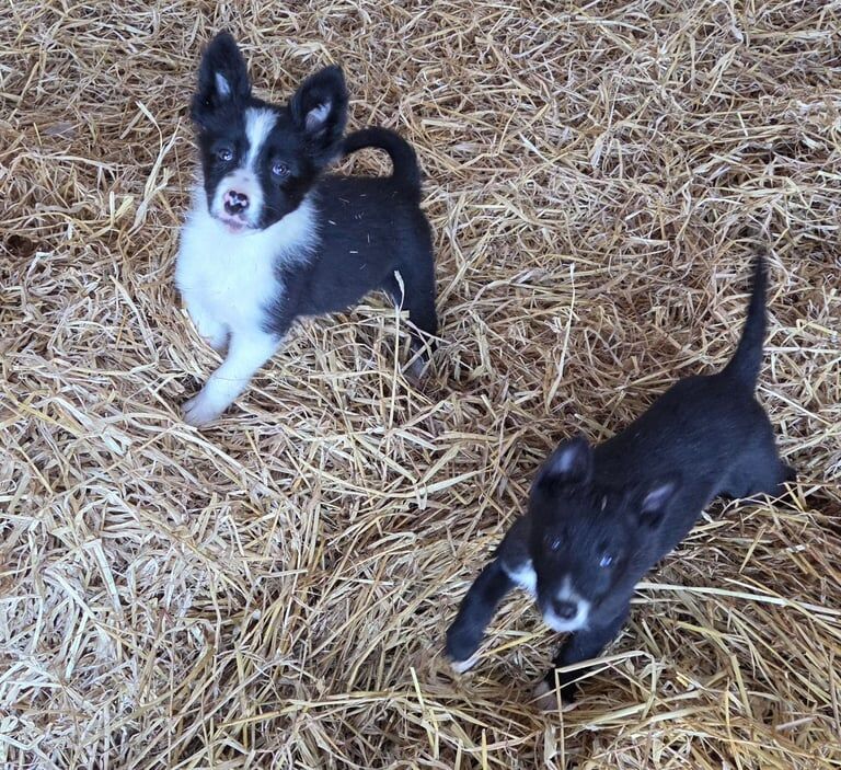 Border collie pups for sale in Maybole, Ayrshire and Arran | Image 2