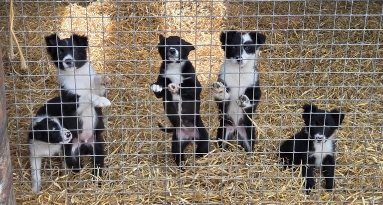 Border collie pups for sale in Maybole, Ayrshire and Arran | Image 3