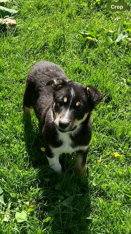 Border collie pups for sale in Kingussie, Inverness