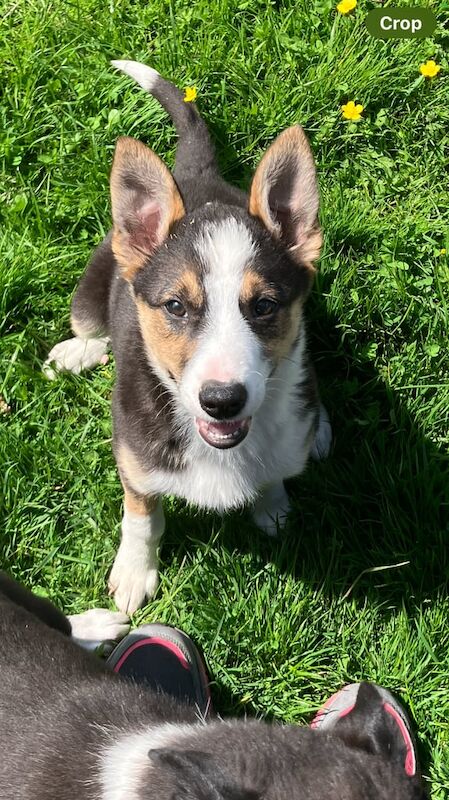 Border collie pups for sale in Kingussie, Inverness - Image 2