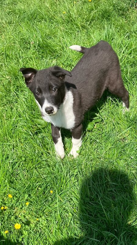 Border collie pups for sale in Kingussie, Inverness - Image 3
