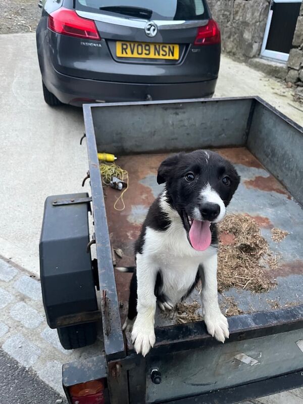 Border Collie puppies for sale in Newry, County Armagh – 3 months old