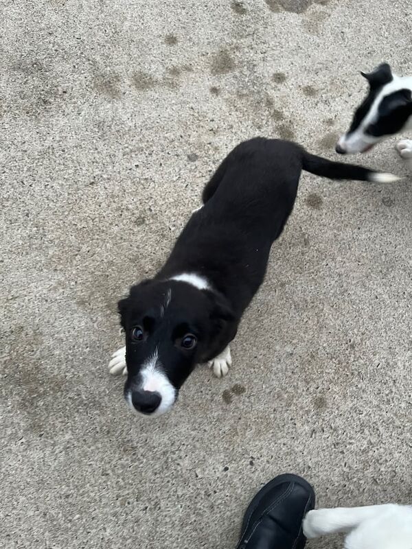 Border Collie puppies for sale in Newry, County Armagh – 3 months old - Image 2 of 3