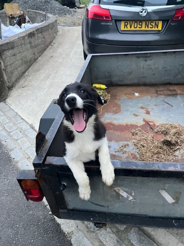 Border Collie puppies for sale in Newry, County Armagh – 3 months old - Image 3 of 3