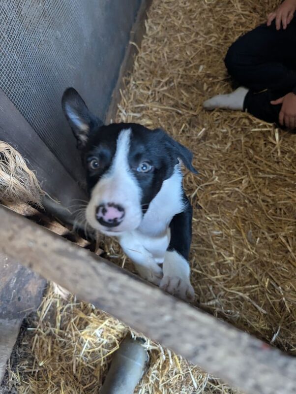 Border Collie puppies for sale in Macclesfield, Cheshire – 9 weeks old