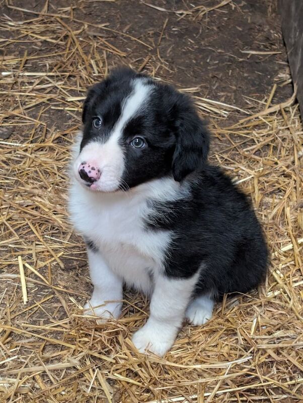 Border Collie puppies for sale in Macclesfield, Cheshire – 9 weeks old - Image 2 of 3