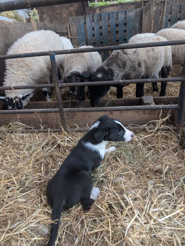 Border Collie puppies for sale in Macclesfield, Cheshire – 9 weeks old - Image 3 of 3