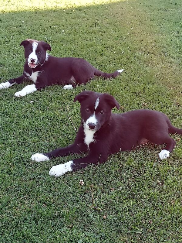 Border Collie puppies for sale in Appleby-in-Westmorland, Cumbria – 11 weeks old