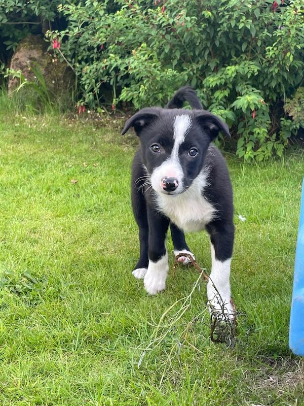 Border Collie puppies for sale in Appleby-in-Westmorland, Cumbria – 11 weeks old - Image 2 of 3
