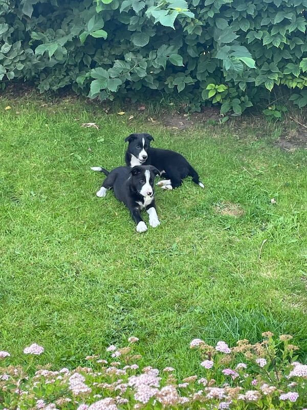 Border Collie puppies for sale in Appleby-in-Westmorland, Cumbria – 11 weeks old - Image 3 of 3