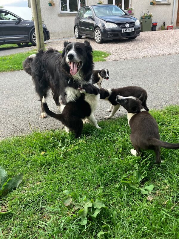 Border Collie puppies for sale in Kingussie, Inverness – 9 weeks old