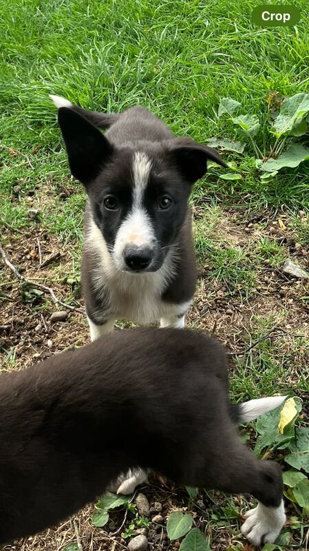 Border Collie puppies for sale in Kingussie, Inverness – 9 weeks old - Image 2 of 3