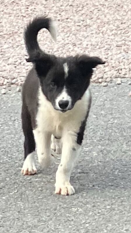 Border Collie puppies for sale in Kingussie, Inverness – 9 weeks old - Image 3 of 3