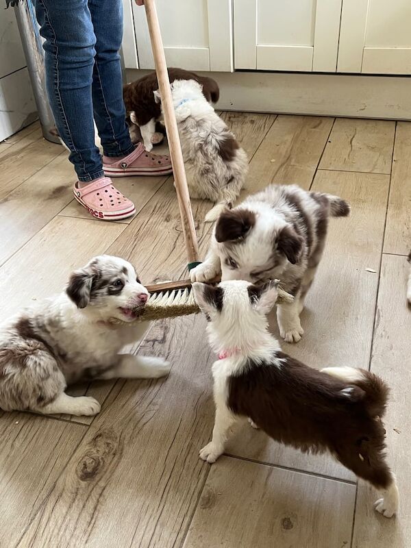 Border Collie puppies for sale in Crawley, West Sussex – KC registered, 6 weeks old