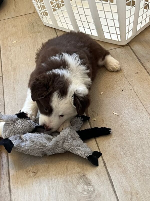 Border Collie puppies for sale in Crawley, West Sussex – KC registered, 6 weeks old - Image 2 of 3