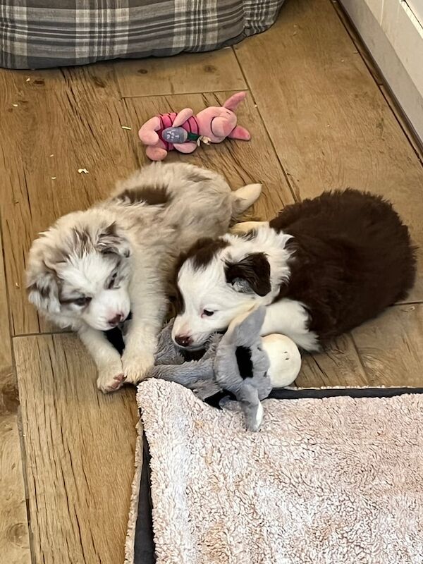 Border Collie puppies for sale in Crawley, West Sussex – KC registered, 6 weeks old - Image 3 of 3