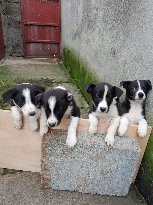 Border Collie puppies for sale in Kilkeel, County Down – 9 weeks old - Image 2 of 3