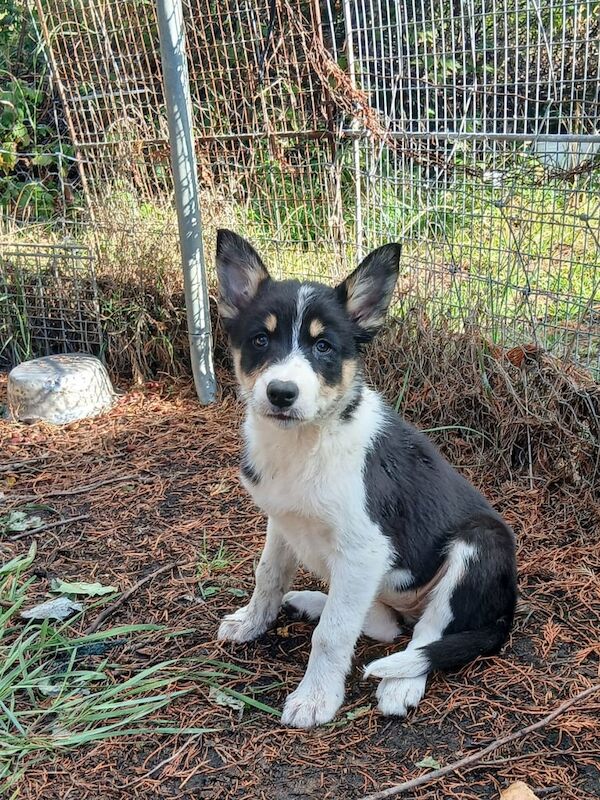 Border Collie puppies for sale in Bishop Auckland, Durham – 9 weeks old