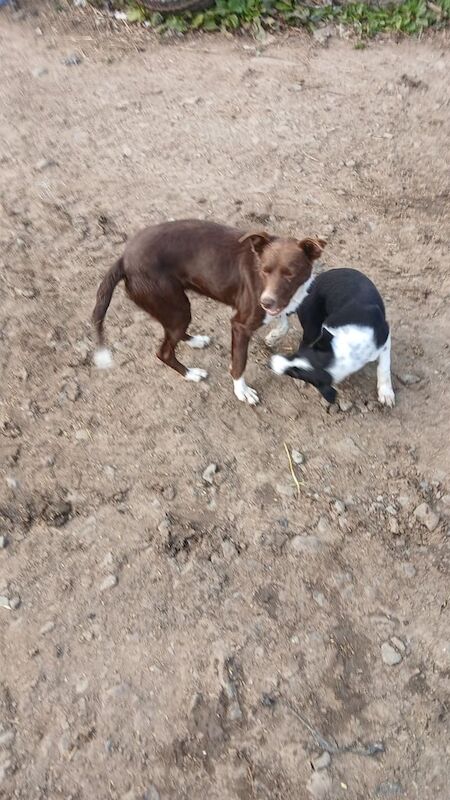 Border Collie puppies for sale in Inverurie, Aberdeenshire – 11 weeks old - Image 2 of 3