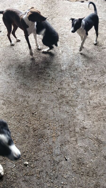 Border Collie puppies for sale in Inverurie, Aberdeenshire – 11 weeks old - Image 3 of 3