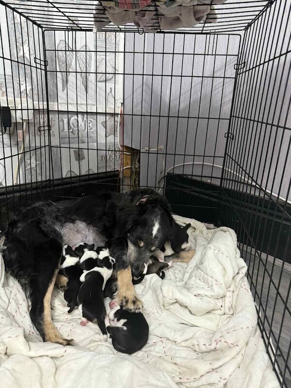 Border Collie puppies for sale in Swansea / Abertawe, West Glamorgan – 6 weeks old