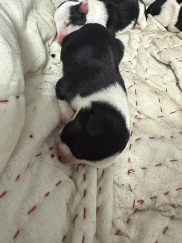 Border Collie puppies for sale in Swansea / Abertawe, West Glamorgan – 6 weeks old - Image 2 of 3