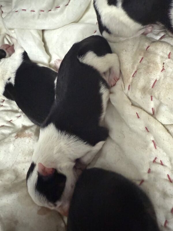 Border Collie puppies for sale in Swansea / Abertawe, West Glamorgan – 6 weeks old - Image 3 of 3