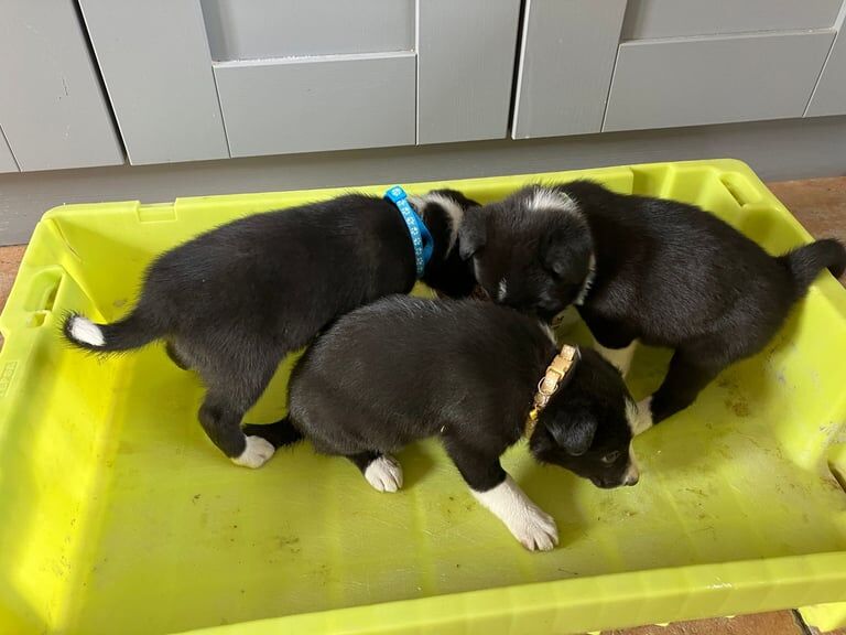 Border Collie puppies for sale in Castlederg, County Tyrone – 10 weeks old