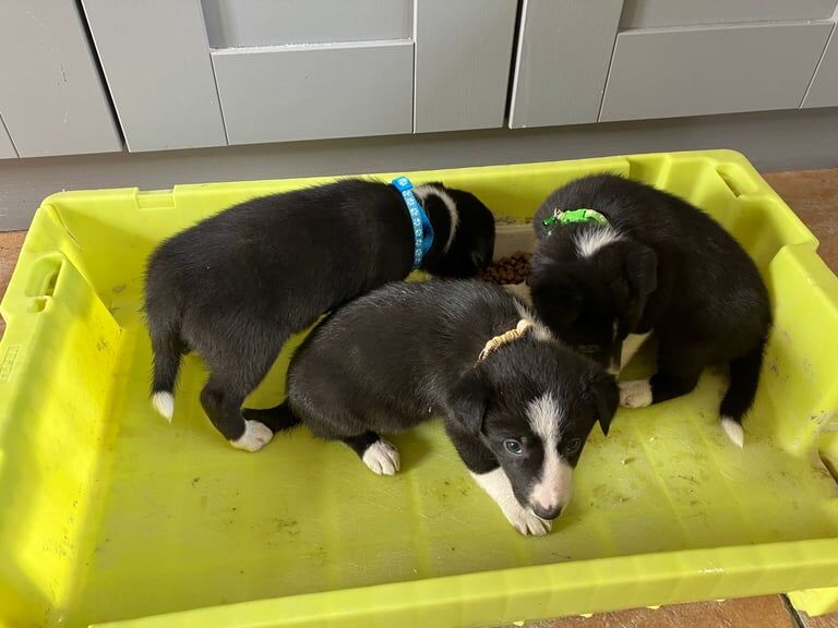 Border Collie puppies for sale in Castlederg, County Tyrone – 10 weeks old - Image 2 of 6