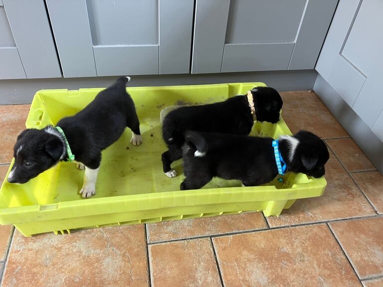 Border Collie puppies for sale in Castlederg, County Tyrone – 10 weeks old - Image 3 of 6