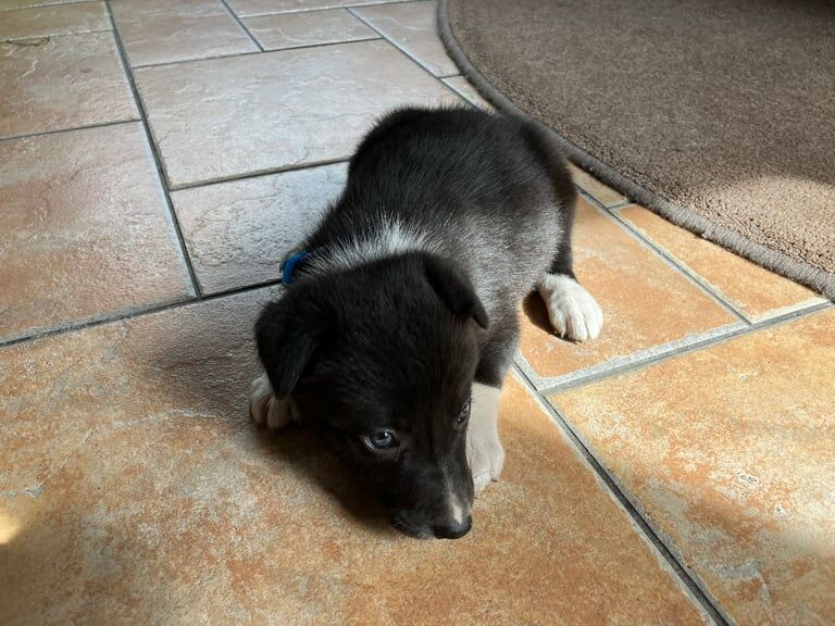 Border Collie puppies for sale in Castlederg, County Tyrone – 10 weeks old - Image 4 of 6