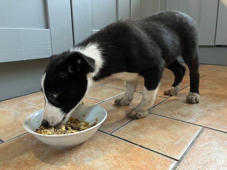 Border Collie puppies for sale in Castlederg, County Tyrone – 10 weeks old - Image 5 of 6