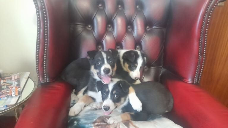 Border Collie puppies for sale in Kingussie, Inverness – 9 weeks old