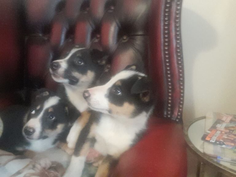 Border Collie puppies for sale in Kingussie, Inverness – 9 weeks old - Image 2 of 3