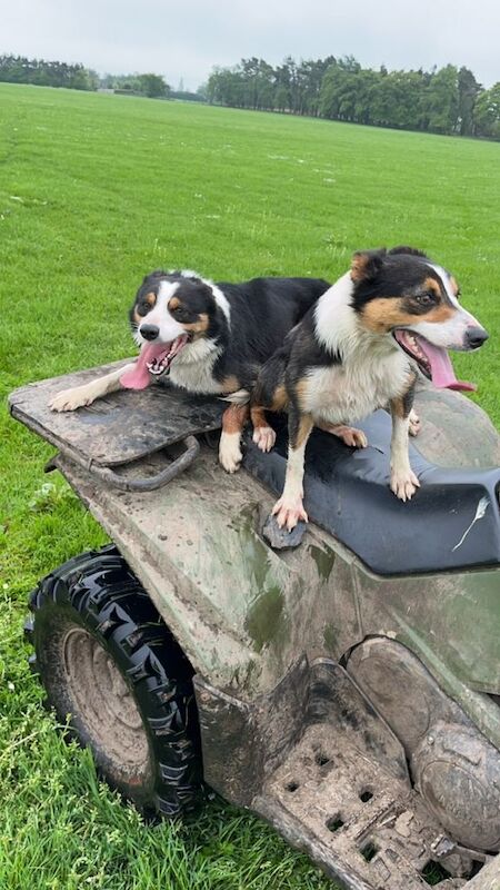 Border Collie puppies for sale in Fauldhouse, West Lothian – 9 weeks old