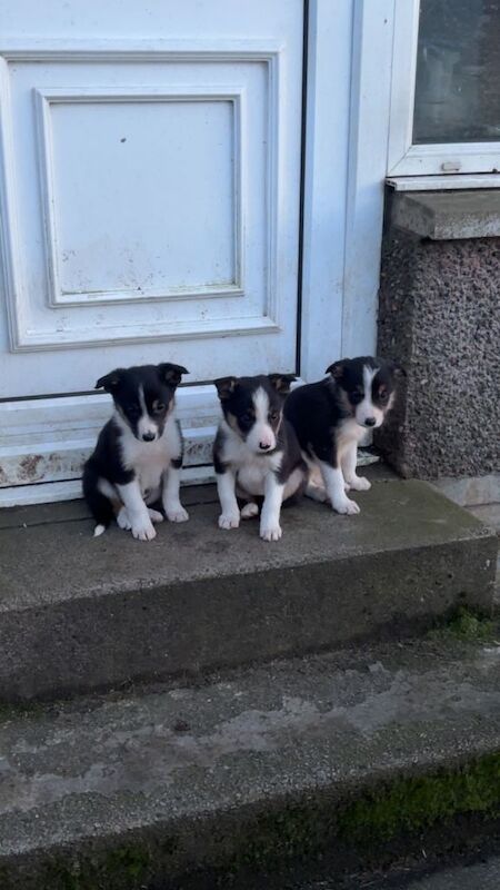 Border Collie puppies for sale in Fauldhouse, West Lothian – 9 weeks old - Image 2 of 6