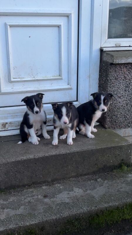 Border Collie puppies for sale in Fauldhouse, West Lothian – 9 weeks old - Image 3 of 6