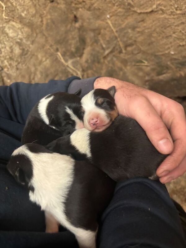 Border Collie puppies for sale in Fauldhouse, West Lothian – 9 weeks old - Image 6 of 6