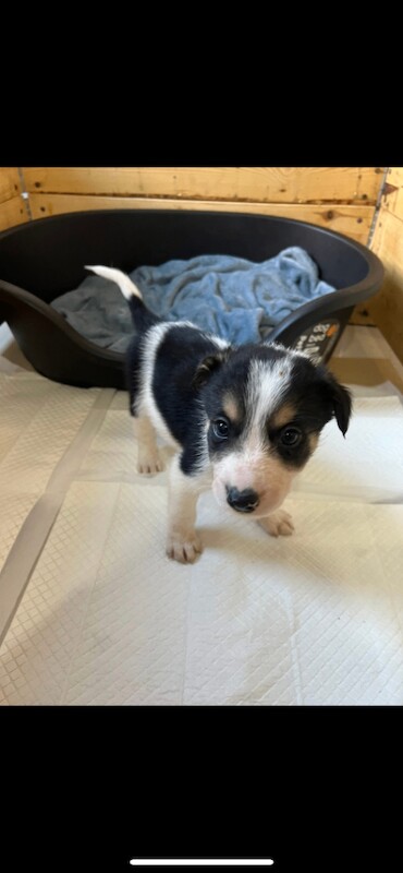 Border Collie puppies for sale in Old Cwmbran, Gwent – 8 weeks old - Image 2 of 3