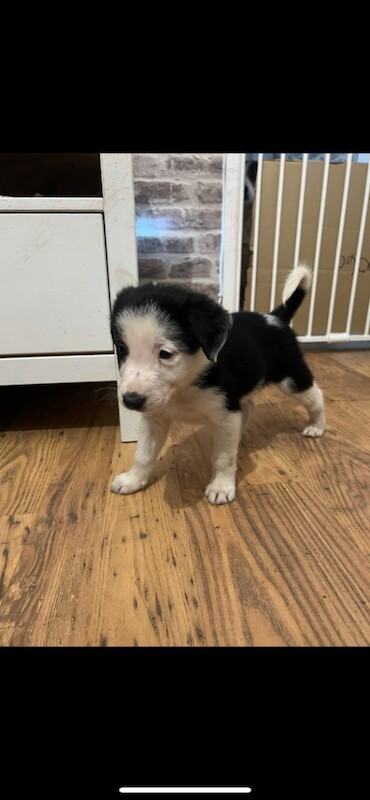 Border Collie puppies for sale in Old Cwmbran, Gwent – 8 weeks old - Image 3 of 3