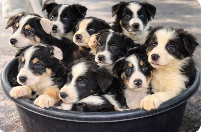 Border Collie puppies for sale in Dungannon, County Tyrone – 9 weeks old