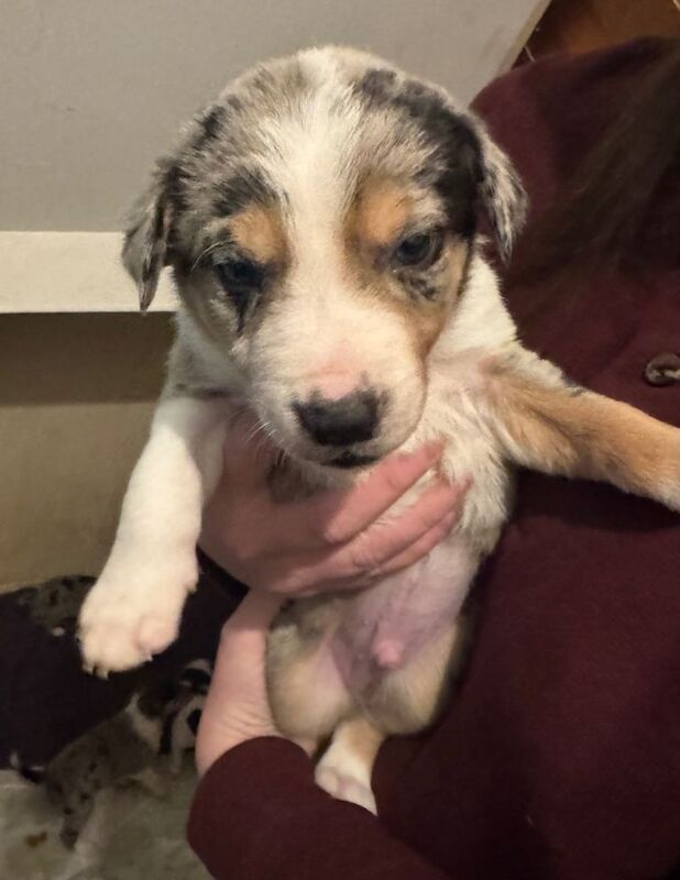 Border Collie puppies for sale in Glenrothes, Fife – 4 weeks old