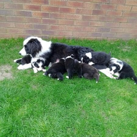 BORDER COLLIE PUPS 8 weeks old for sale in Kelloe, County Durham
