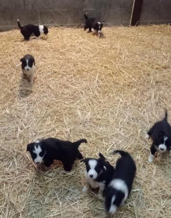 Border Collie pups dogs and bitches for sale in Ripon, North Yorkshire