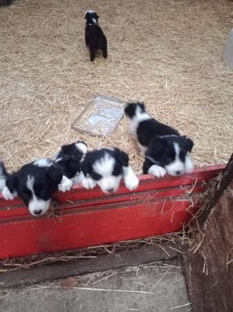 Border Collie pups dogs and bitches for sale in Ripon, North Yorkshire - Image 2